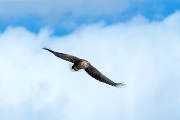 White-tailed eagle in flight, eagle flying against blue sky with clouds in Hokkaido, Japan, silhouette of eagle at sunrise, majestic sea eagle, wallpaper, bird isolated silhouette, birding in Asia