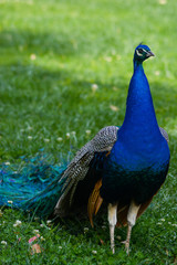 Obraz premium Peacock in park