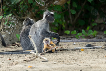 Silberne Haubenlanguren mit Baby (Trachypithecus cristatus). Gesehen im Bako National Park,...