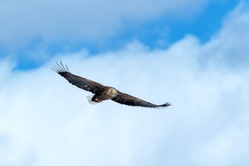 White-tailed eagle in flight, eagle flying against blue sky with clouds in Hokkaido, Japan, silhouette of eagle at sunrise, majestic sea eagle, wallpaper, bird isolated silhouette, birding in Asia