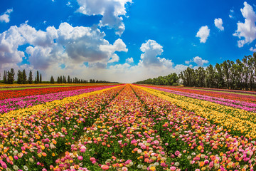 Kibbutz garden buttercups