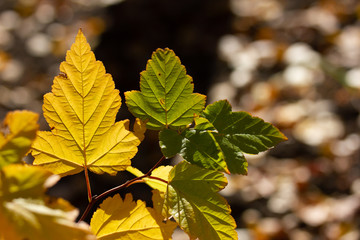 Bright yellow and green autumn leaves on sunny day