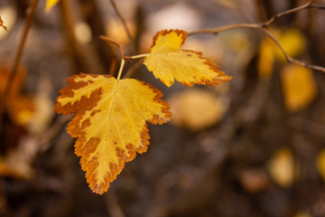 Yellow and brown autumn last leaves on the bush