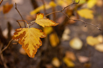 Yellow and brown autumn last leaves on the bush