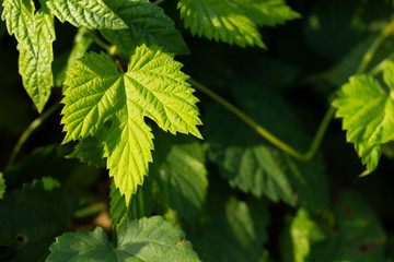 Bright sunlit green leaves of hop on the dark background