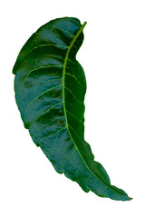 Neem isolated from white background.