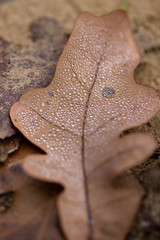 Light-brown autumn leaf of oak-tree covered by dew and lying on sand in autumn