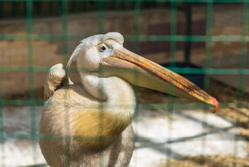 pelican