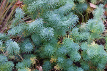 Fluffy emerald plant of euphorbia cyparissias