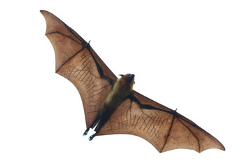 Bat flying on white background