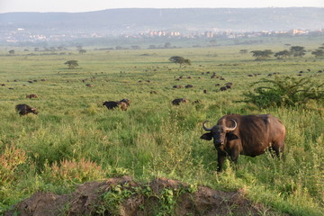 Field of Wild African Buffaloes, Nakuru, Kenya