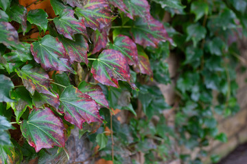 Colorful dark-red and green leaves of ivy in autumn