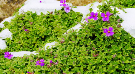 Fototapeta na wymiar Polsterblume mit lila Blüten und dem ersten Schnee