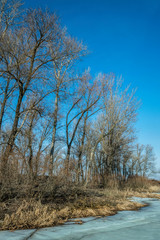 Sunny meadow in autumn. Frozen lake and poplar trees