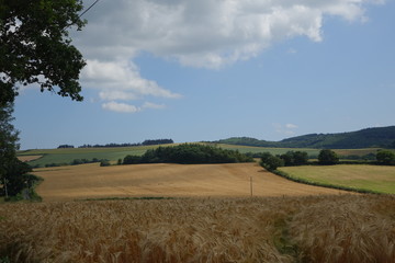 Beautiful rural landscape in Cornwall in bright sunshine