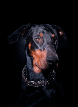 Portrait of a black seated Doberman in a strict collar on a black background
