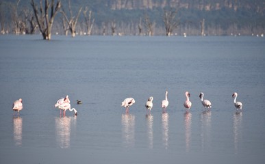 Fototapeta na wymiar Line of Lesser Flamingos Wading in Lake Nakuru, Kenya