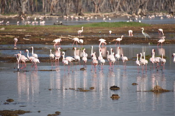 African Lesser Flamingos Wading in Lake Nakuru, Kenya