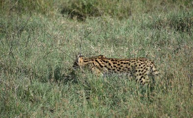 Tsavo Cat Stalking in Tall Grass, Nakuru, Kenya 3
