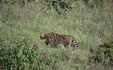 Tsavo Cat Stalking in Tall Grass, Nakuru, Kenya 1