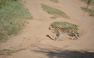 Tsavo Cat Crossing Dirt Road, Nakuru, Kenya