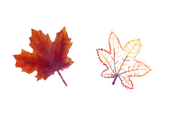 Hand-drawn set of watercolor maple leaves: outline of maple leaf in orange, red and purple colors and realistic botanical illustration on a white background isolated