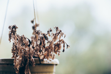 Withered potted flowers. Poor plant care, lack of water, drought