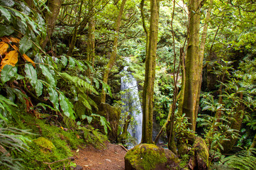Fototapeta na wymiar View of the jungles and waterfall on the background, Salto Do Prego, Faial da Terra, Sao Miguel, Azores, Portugal