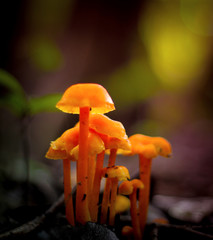 closeup of mushroom