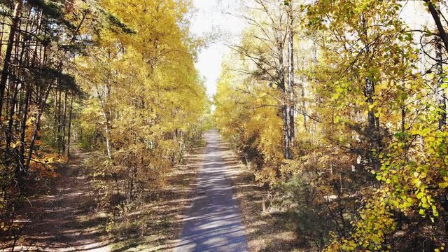 Videography from a drone in the autumn forest. Wild deciduous and mixed forest is painted in autumn colors.