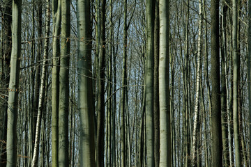 Fototapeta na wymiar Baumstämme im Wald