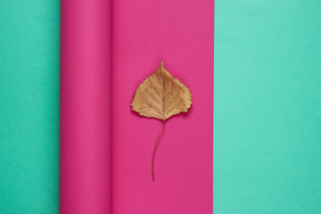 Dry autumn leaf on wrapped paper background. Pastel color trend, minimalistic still life. Top view