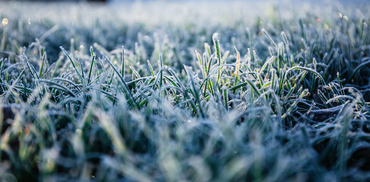 Morning dew froze on a green grass lawn and turned it into a white blanket