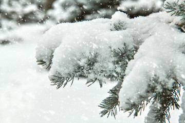 Beautiful winter landscape with snow covered trees