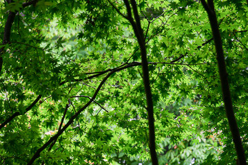 Fototapeta premium 日本庭園のイメージ