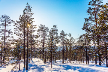  Christmas in Lapland