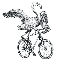 Fototapeta premium Flamingo on a bicycle engraving style vector