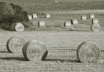 Harvested field with straw bales 