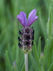 Lavandula Stoechas 'Anouk', Lavandula pedunculata, French Lavender