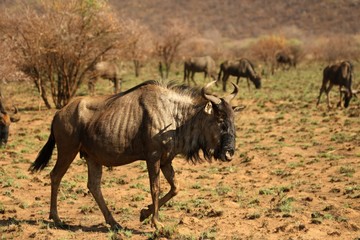 Fototapeta na wymiar A blue wildebeest (Connochaetes taurinus) calmly walking in dry landscape in evening sun.