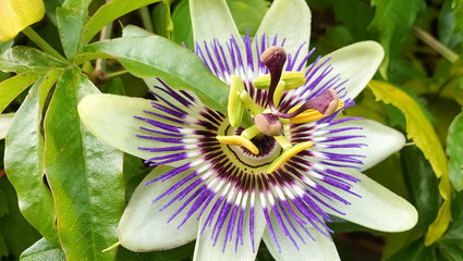 Detailed image of Passiflora incarnata or purple passionflower