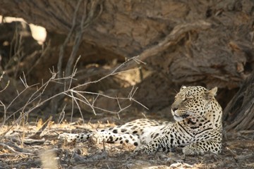 The African leopard (Panthera pardus pardus) after hunt with death wildebeest in dry sand in Kalahari desert. 
