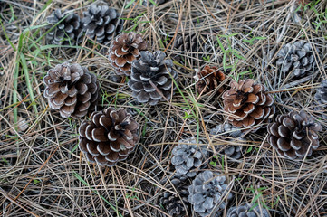 自然落下した開いた松かさ