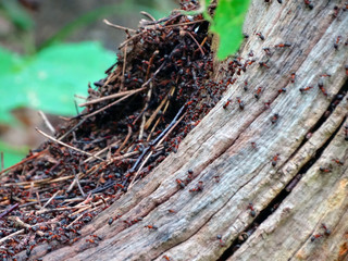 Ants