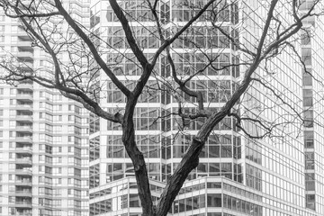 Stark trees, bare of leaves, become random graphic design elements in front of buildings in a city's downtown.