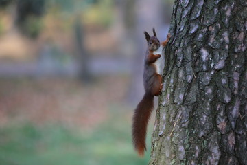 Fototapeta na wymiar squirrel on tree, Poland