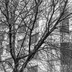 Stark trees, bare of leaves, become random graphic design elements in front of buildings in a city's downtown.