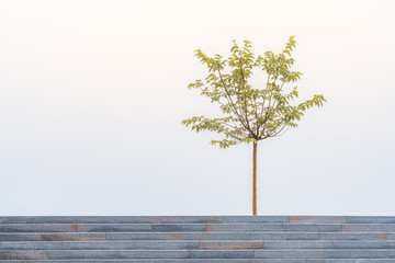 Single tree on background of white sky and stairs