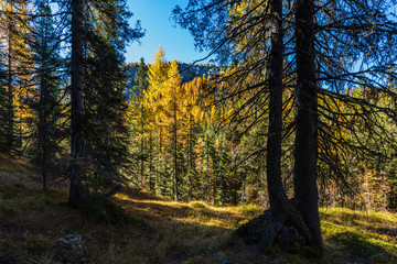 Autumn magic. The golden larches frame the magical colors of the woods in the Dolomites. Cortina d'Ampezzo. Italy