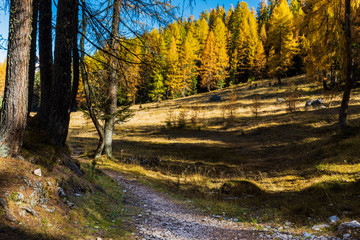 Autumn magic. The golden larches frame the magical colors of the woods in the Dolomites. Cortina d'Ampezzo. Italy